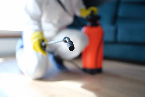 Best Basement Mold Removal  in Zuni Pueblo, NM