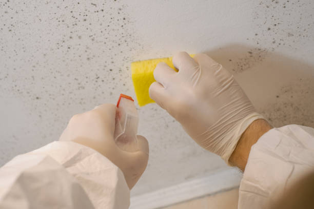 Best Industrial Mold Remediation  in Zuni Pueblo, NM