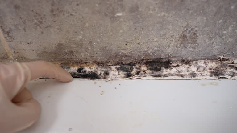 Best Black Mold Removal  in Zuni Pueblo, NM